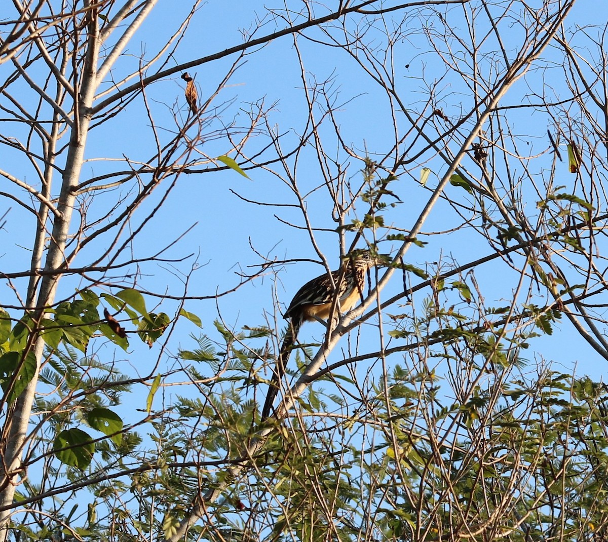 Lesser Roadrunner - ML130459361