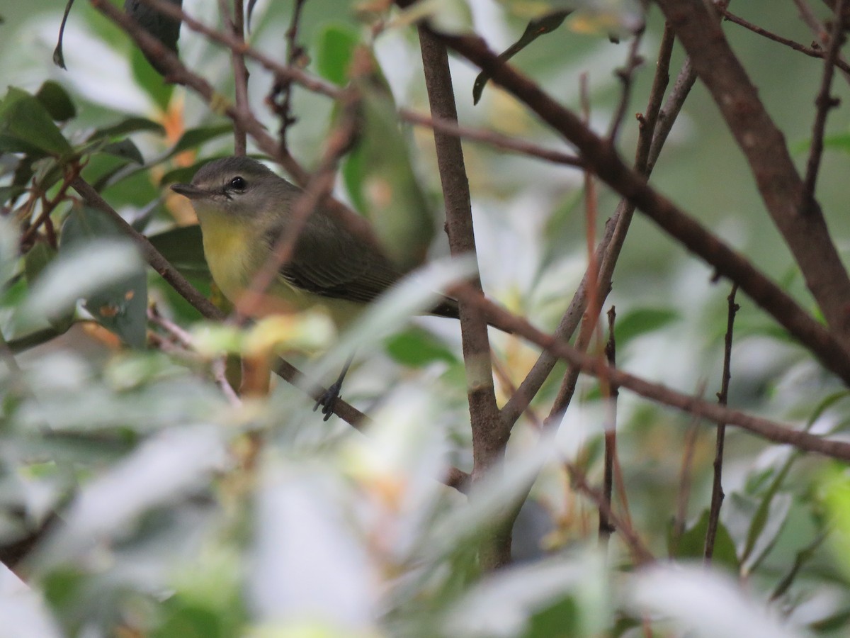 Philadelphia Vireo - Hermes Vega