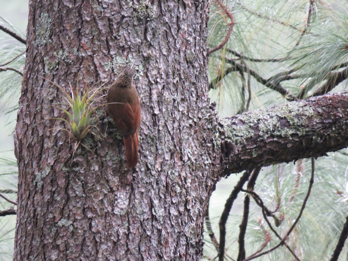 Spot-crowned Woodcreeper - ML130459901