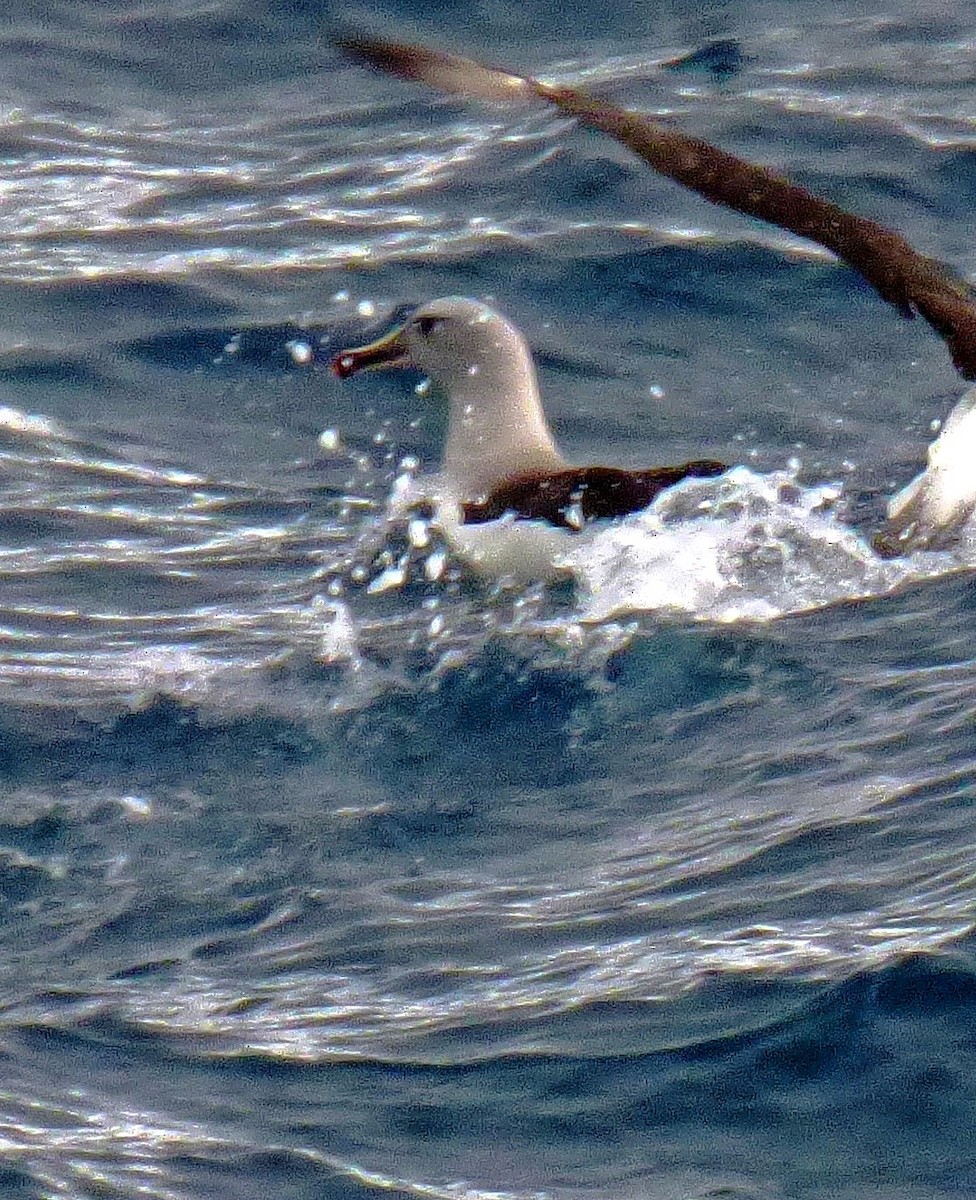 albatros šedohlavý - ML130460071
