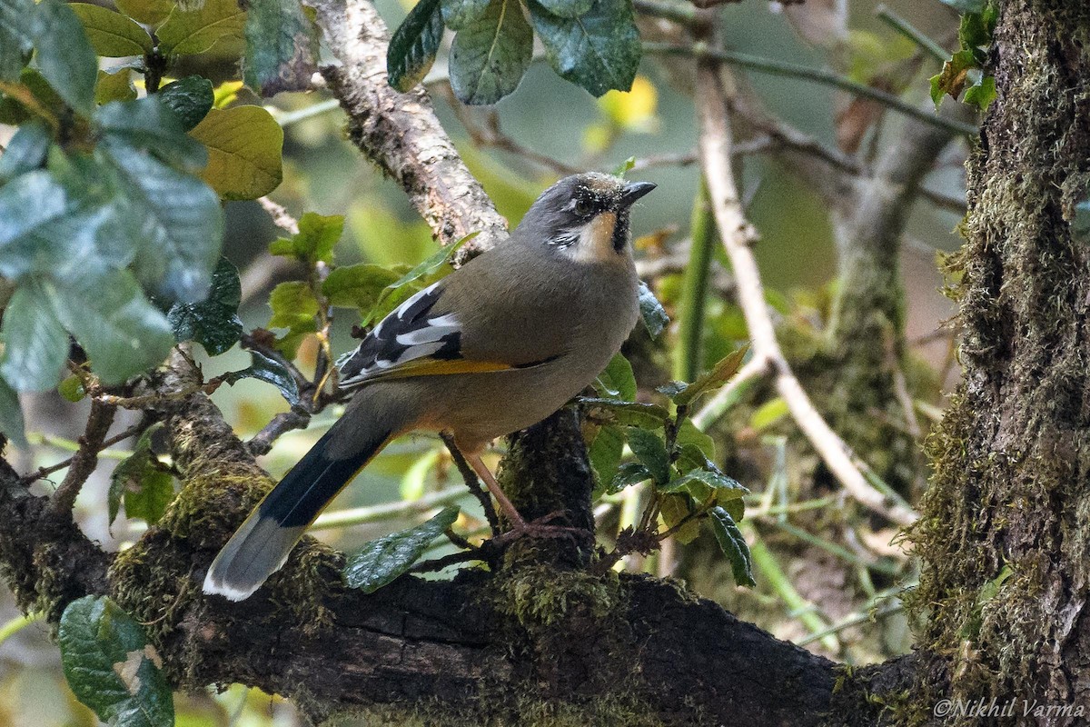 Variegated Laughingthrush - ML130461101