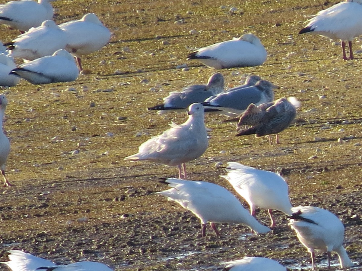 Glaucous Gull - ML130461381