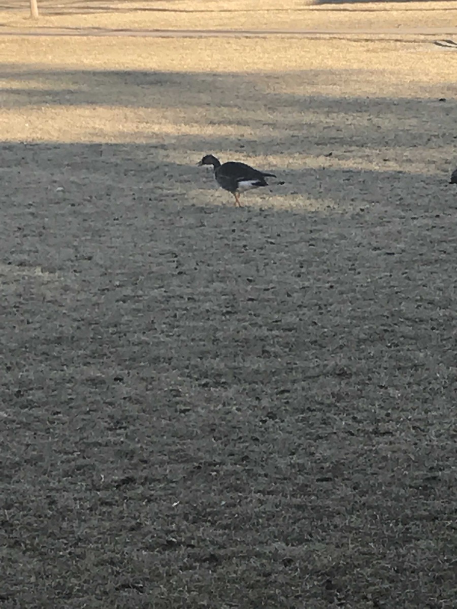 Greater White-fronted Goose - ML130463281