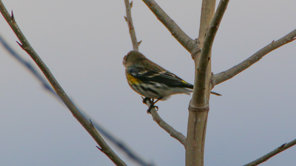 myrteparula - ML130465111