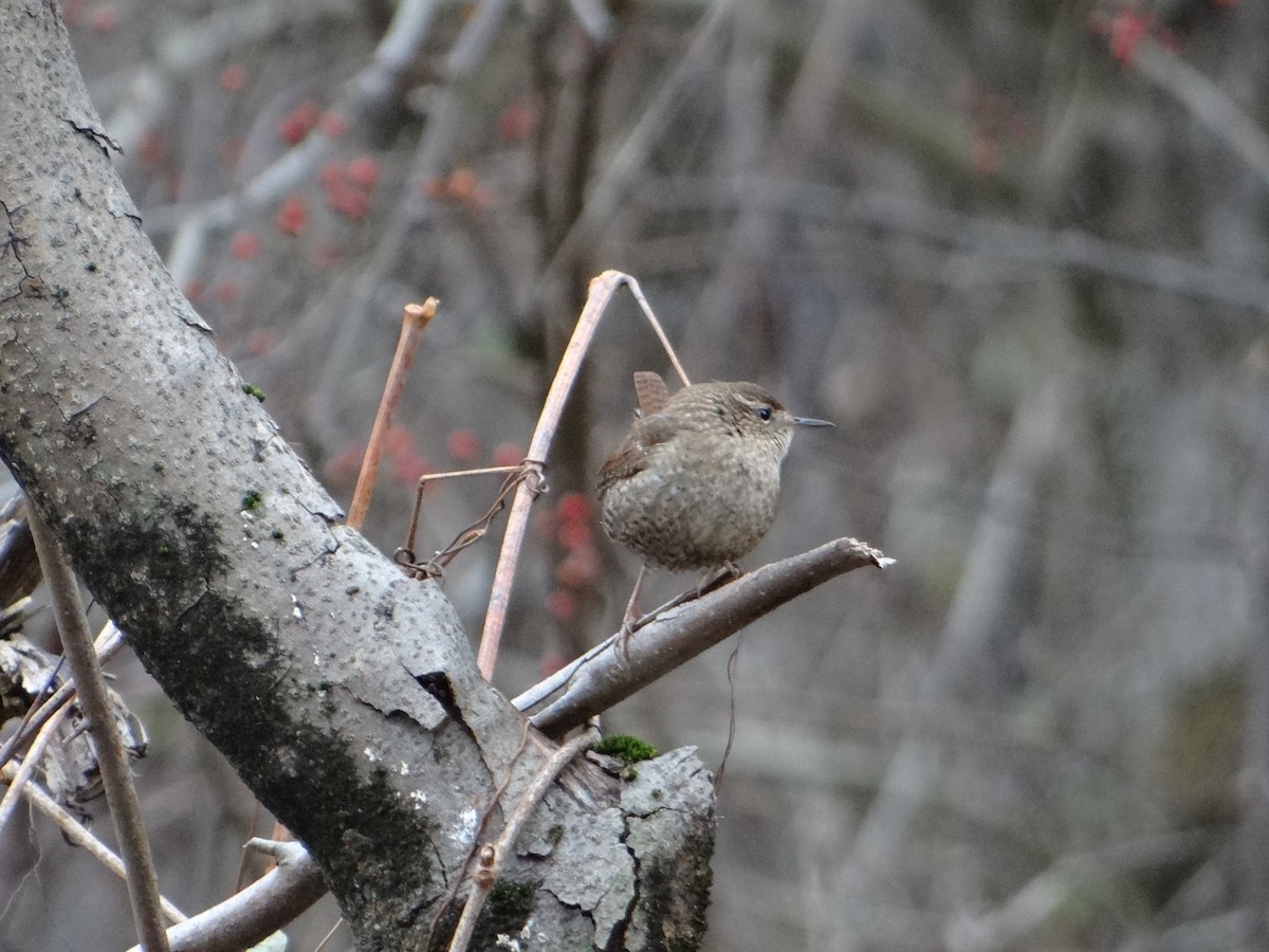 Winter Wren - ML130465541