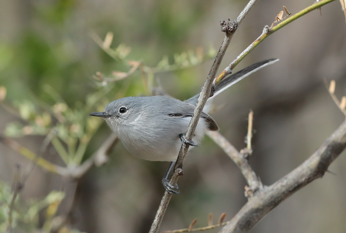 Black-capped Gnatcatcher - Chris McCreedy - no playbacks