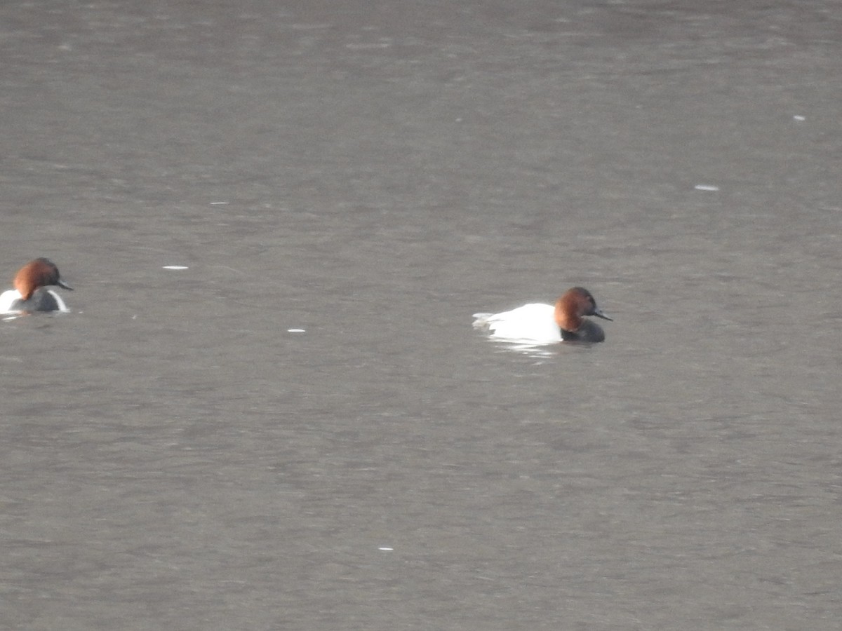 Canvasback - ML130467371