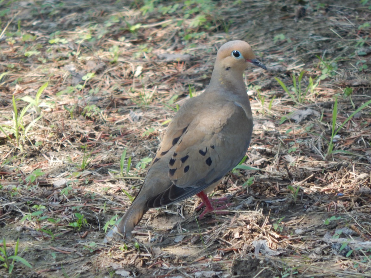 Mourning Dove - Rachel  W.