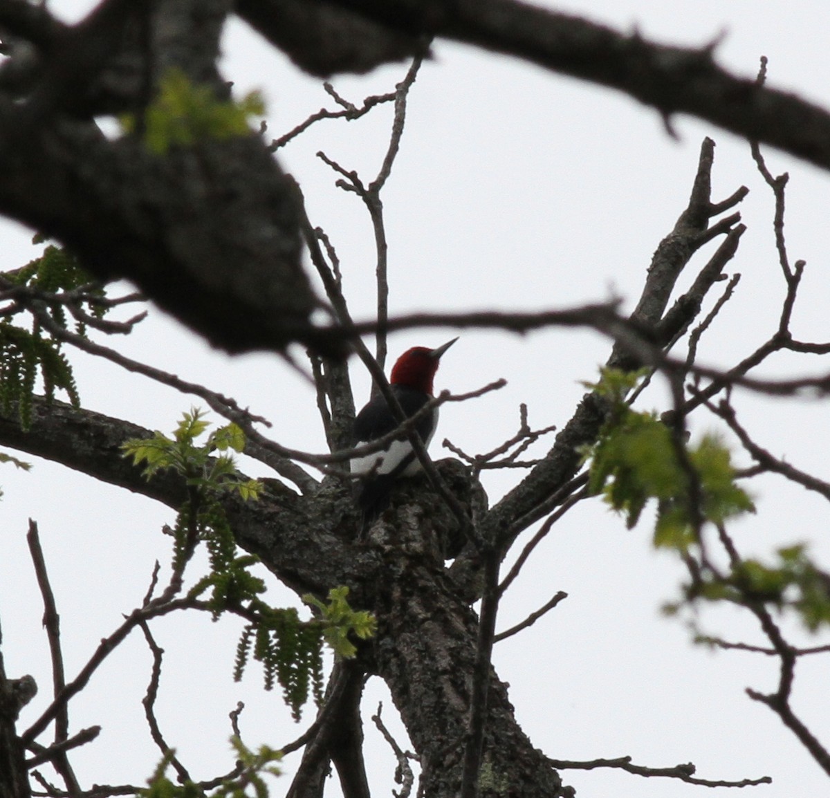 Red-headed Woodpecker - ML130468311