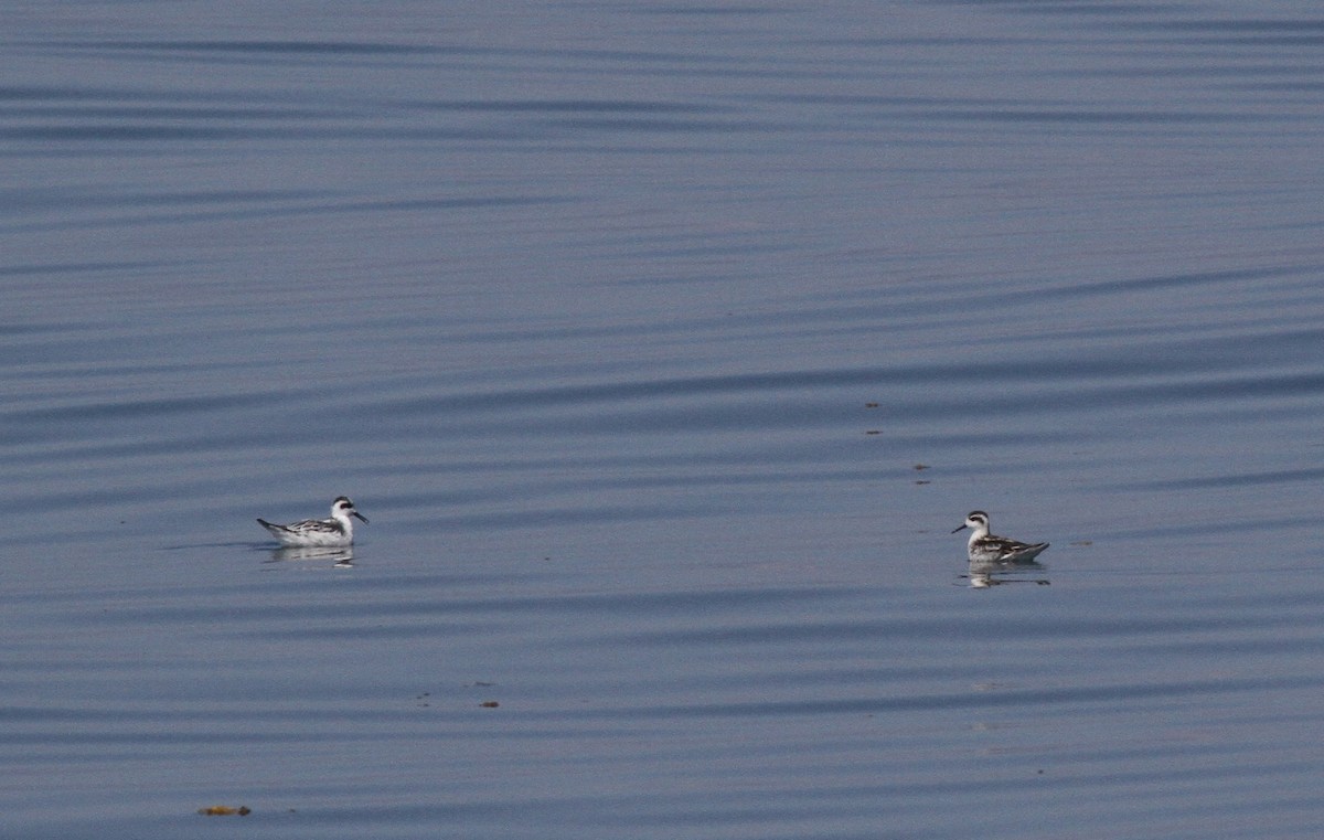 Red-necked Phalarope - Greg Ward