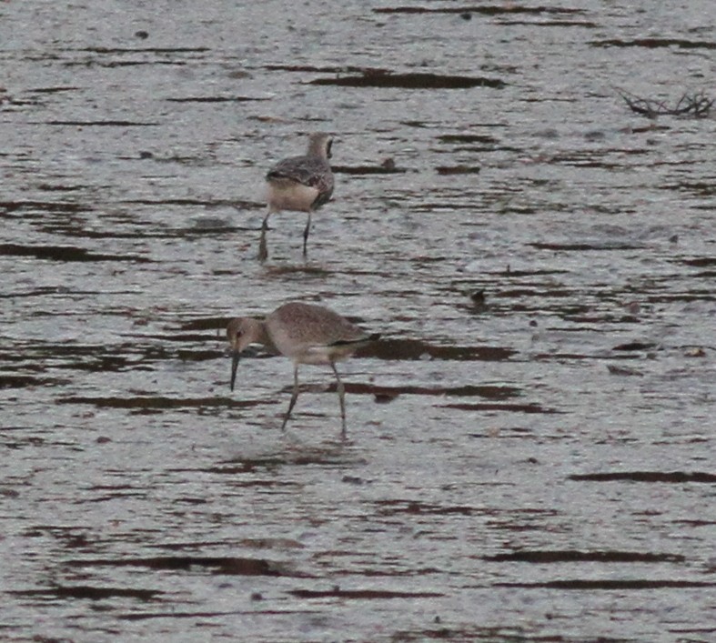 Willet (Western) - ML130468891