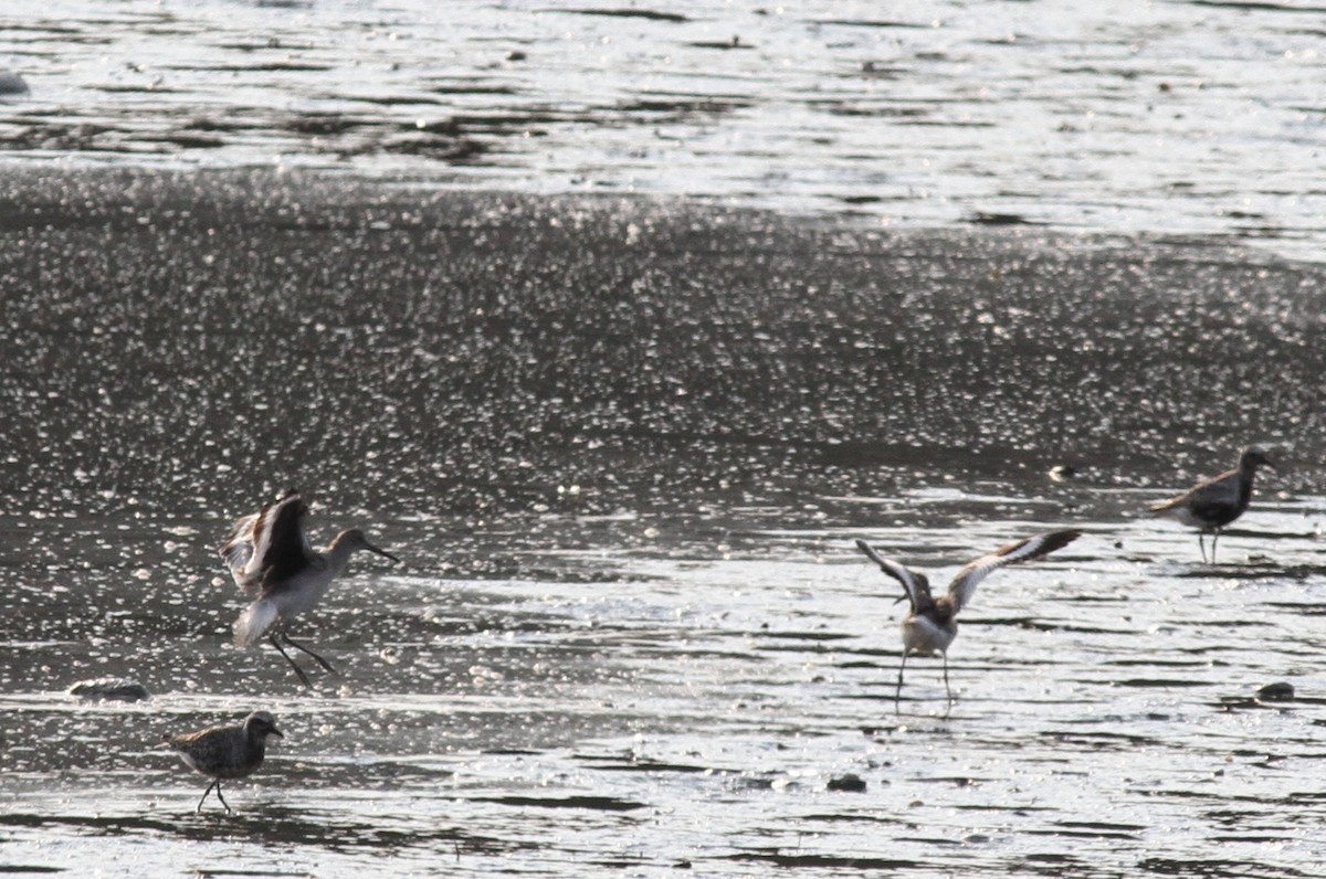 willetsnipe (inornata) - ML130468911