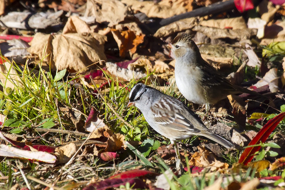 White-crowned Sparrow - ML130472011