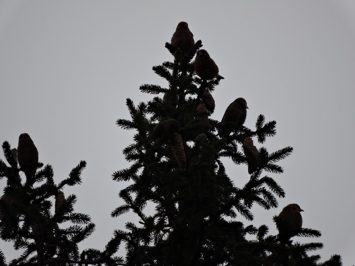 Red Crossbill - ML130473541