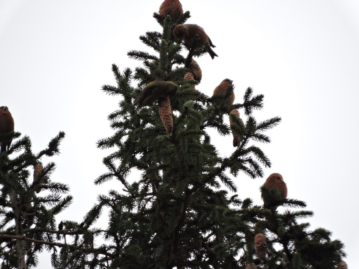 Red Crossbill - ML130473561