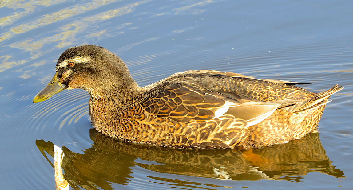 Mallard (Domestic type) - ML130473681