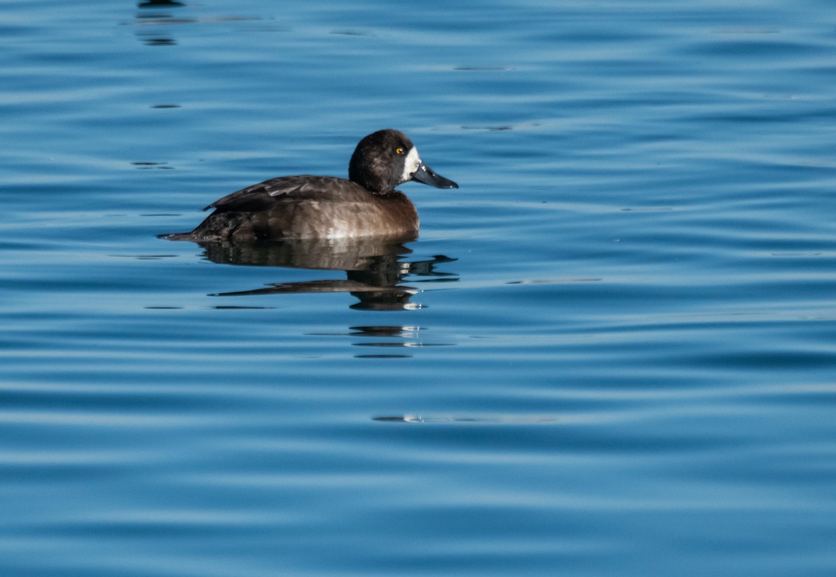 Greater Scaup - ML130476511