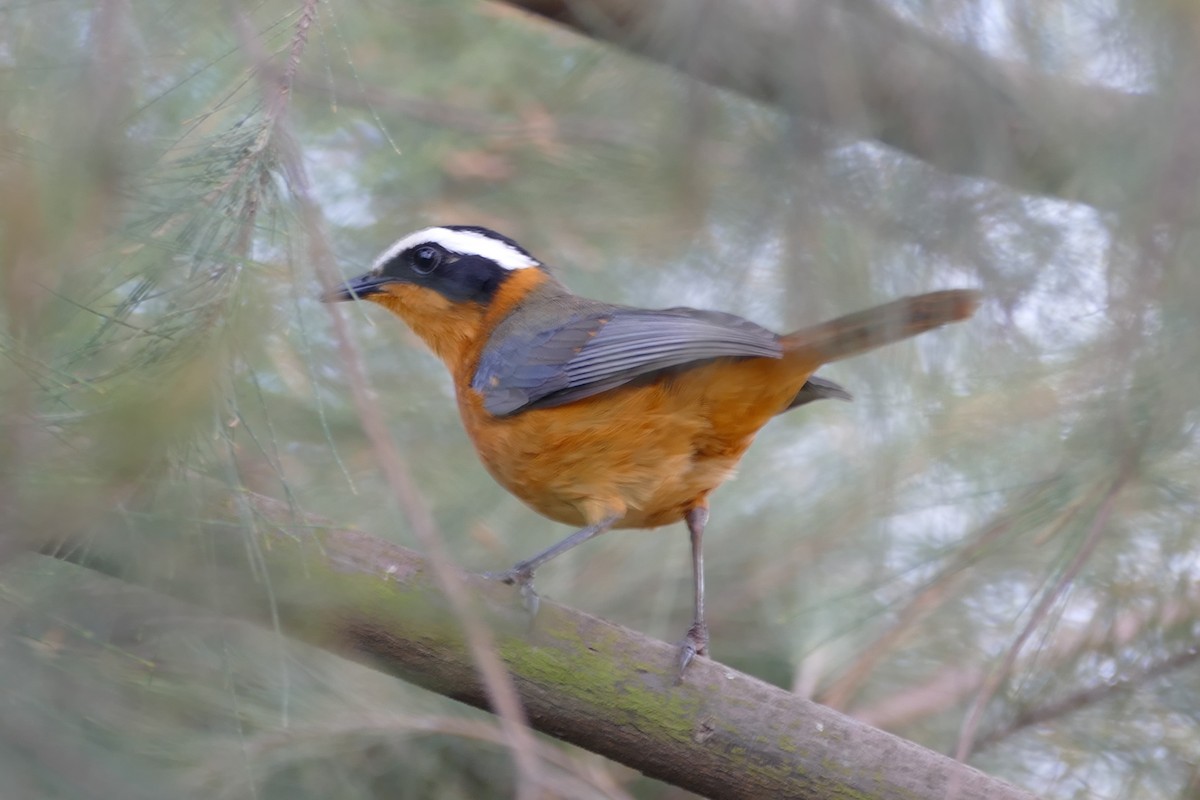 White-browed Robin-Chat - ML130476891