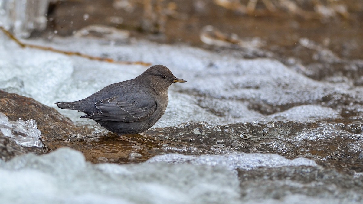 skorec šedý - ML130477701