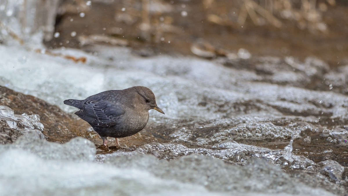 skorec šedý - ML130477711