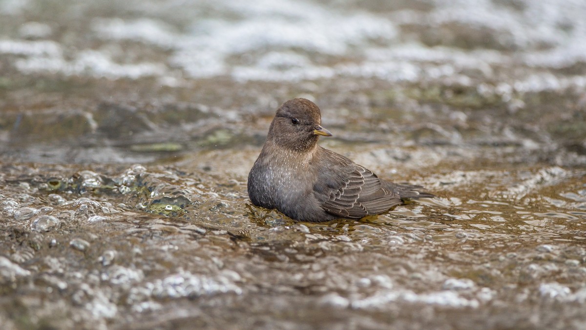 skorec šedý - ML130477781