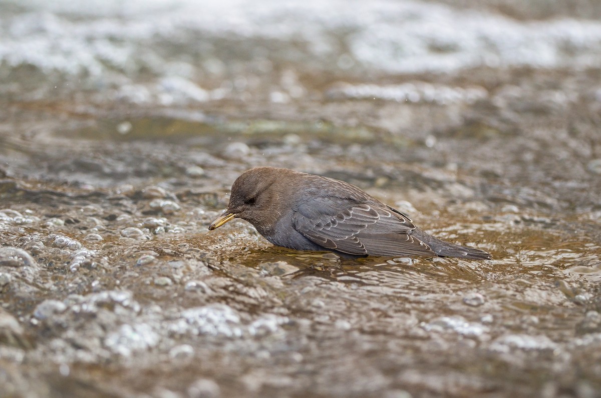 skorec šedý - ML130477831