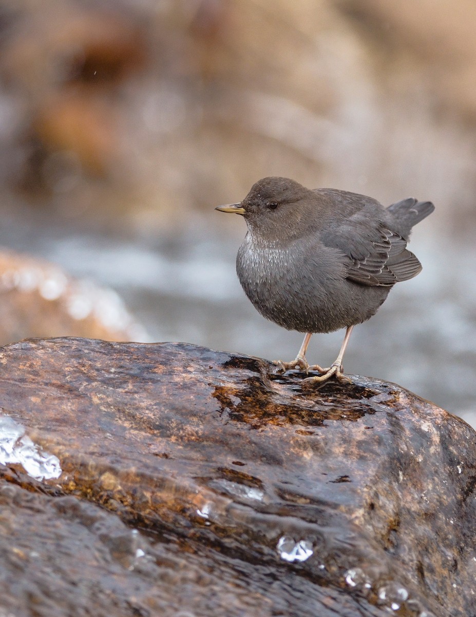 skorec šedý - ML130478081