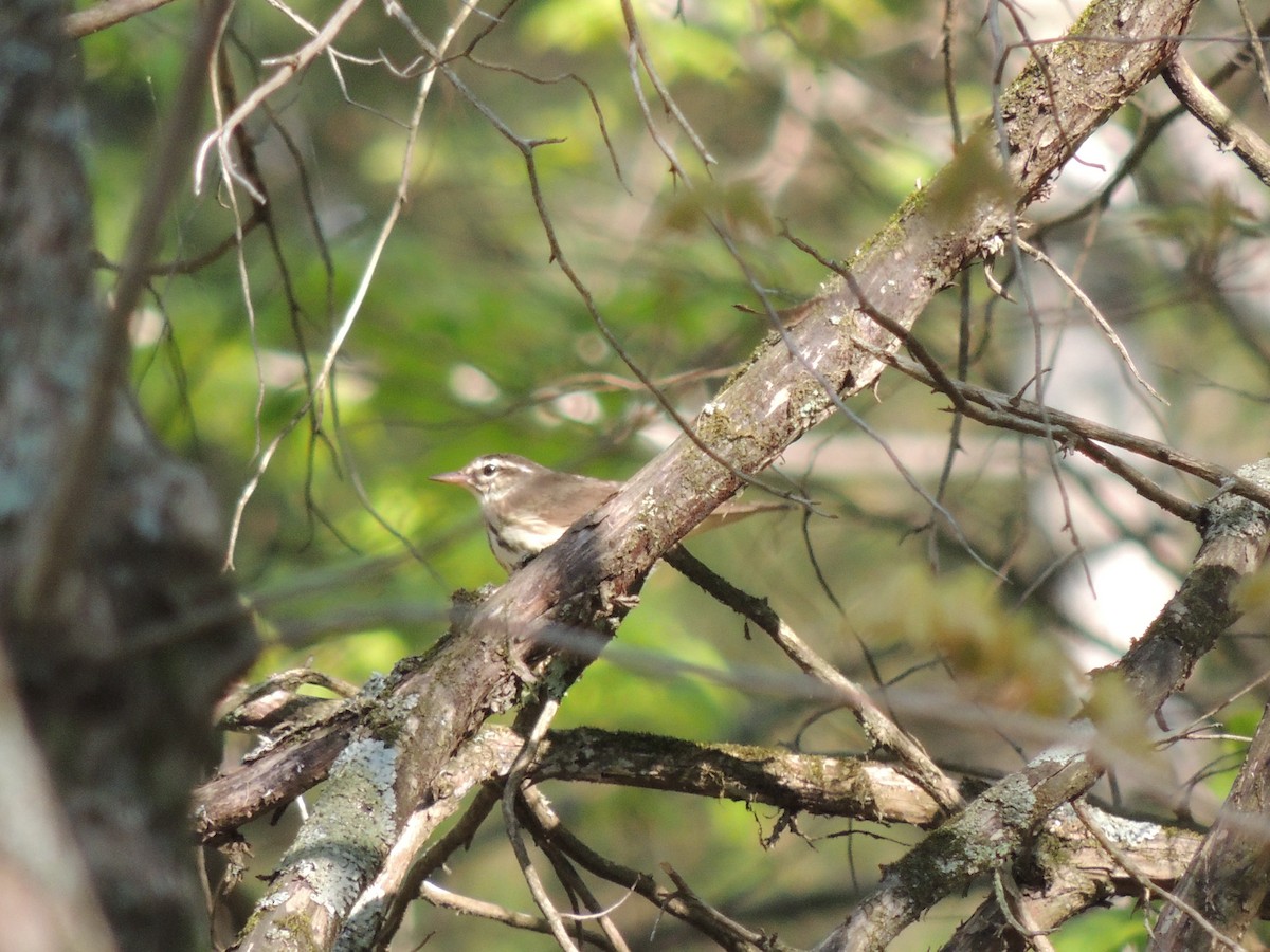 Louisiana Waterthrush - ML130478151