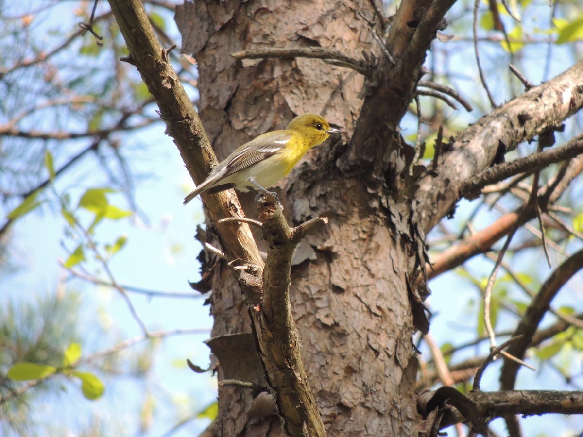 Yellow-throated Vireo - ML130478161