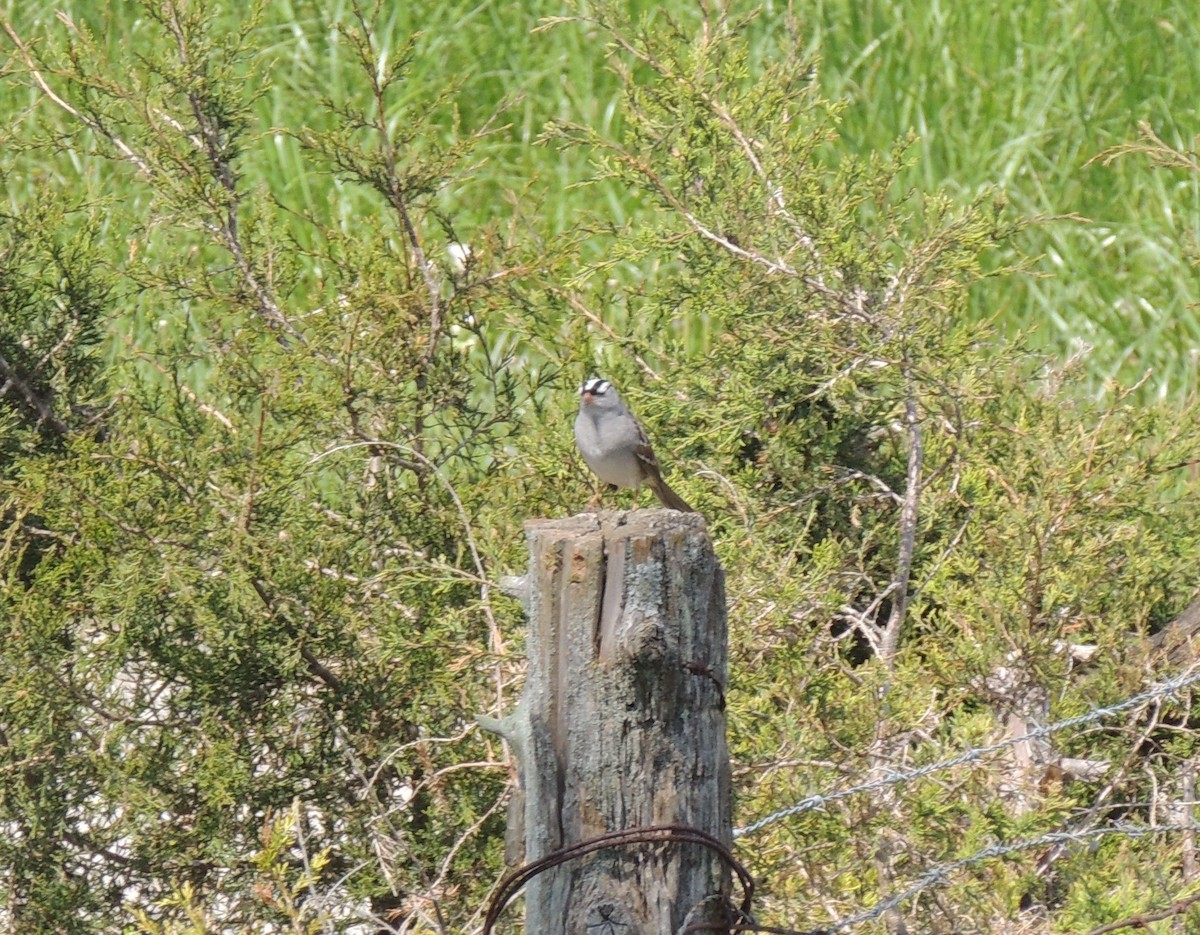 Bruant à couronne blanche - ML130478191