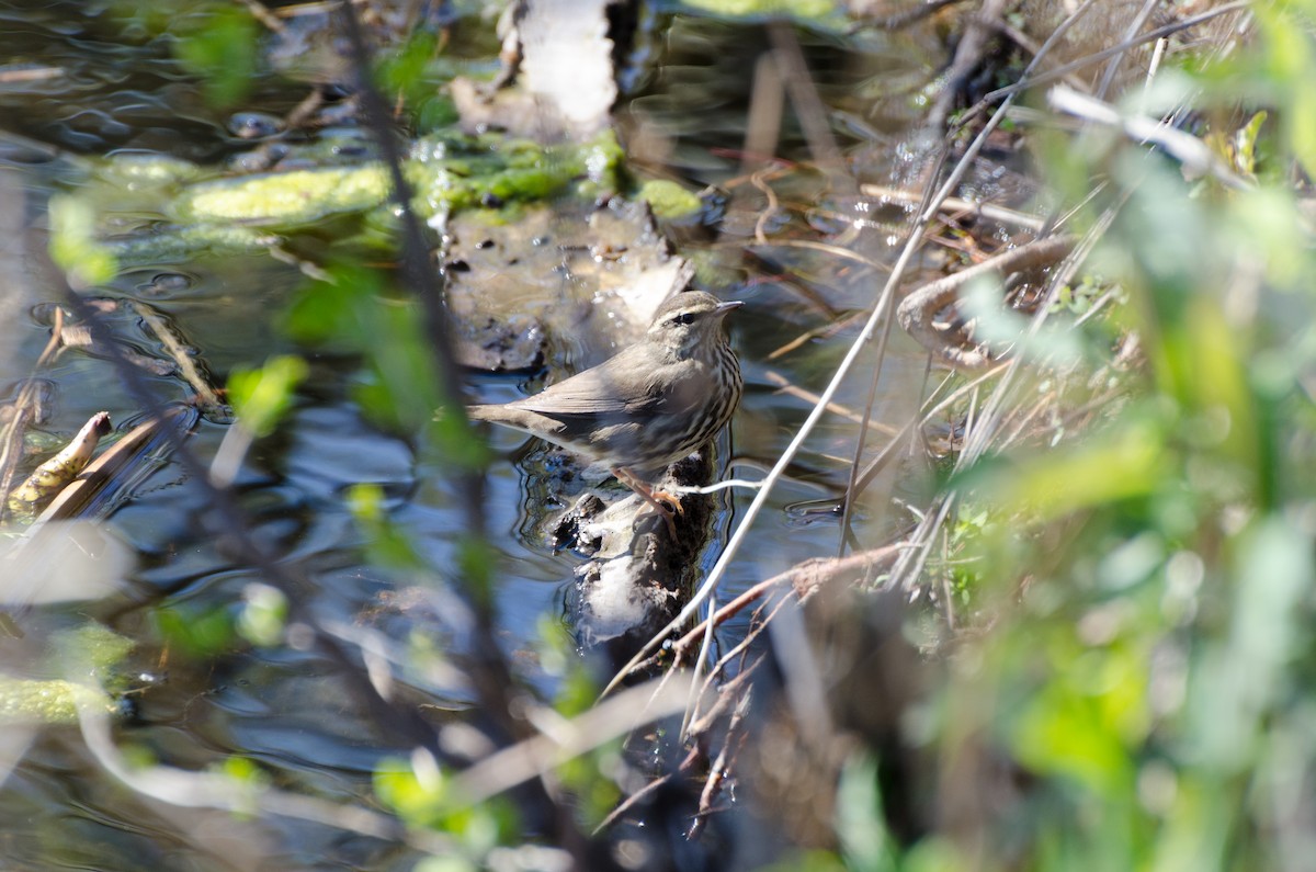 Northern Waterthrush - ML130478311