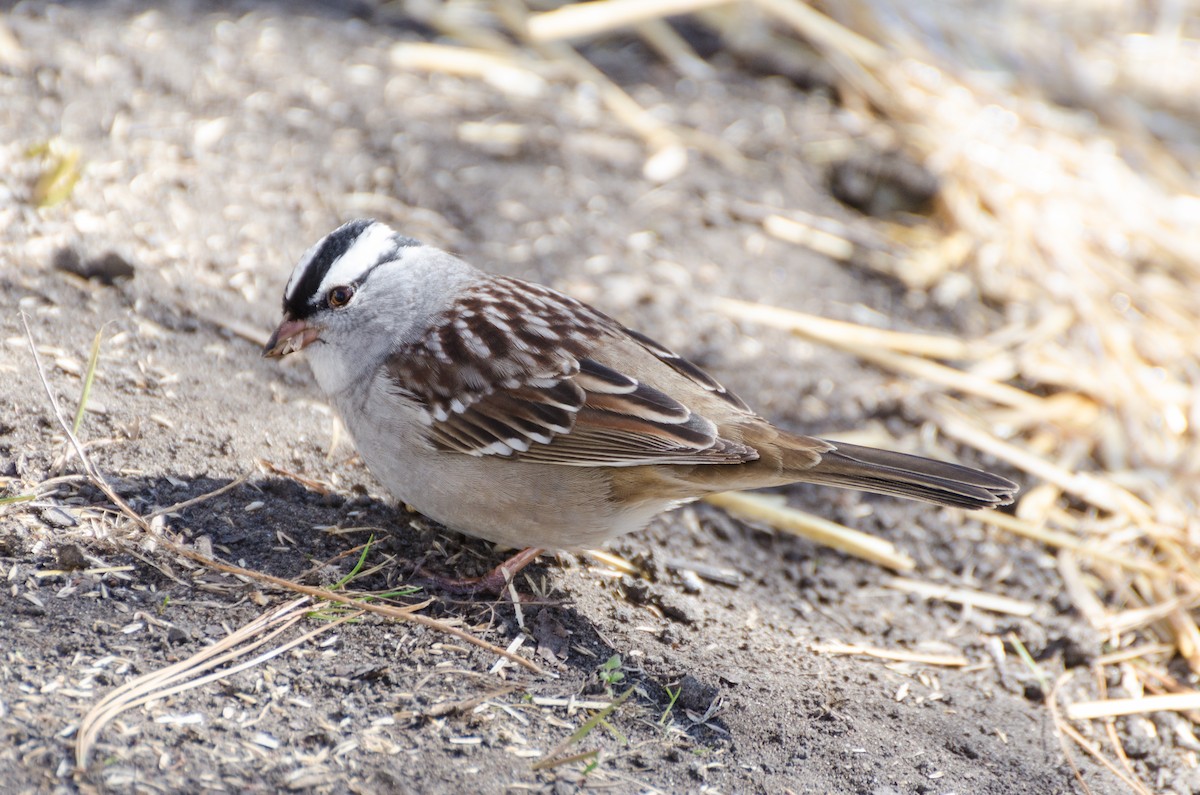 White-crowned Sparrow - Keith Bowers