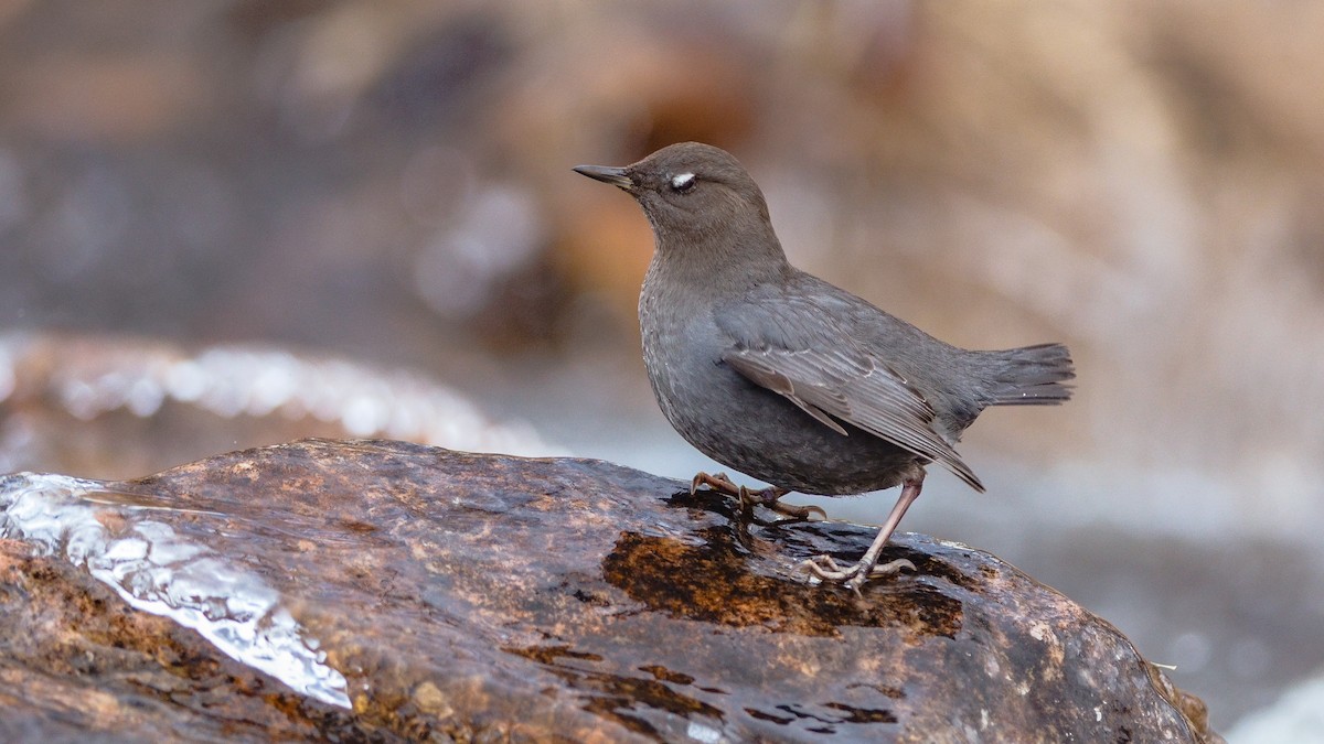 skorec šedý - ML130480001