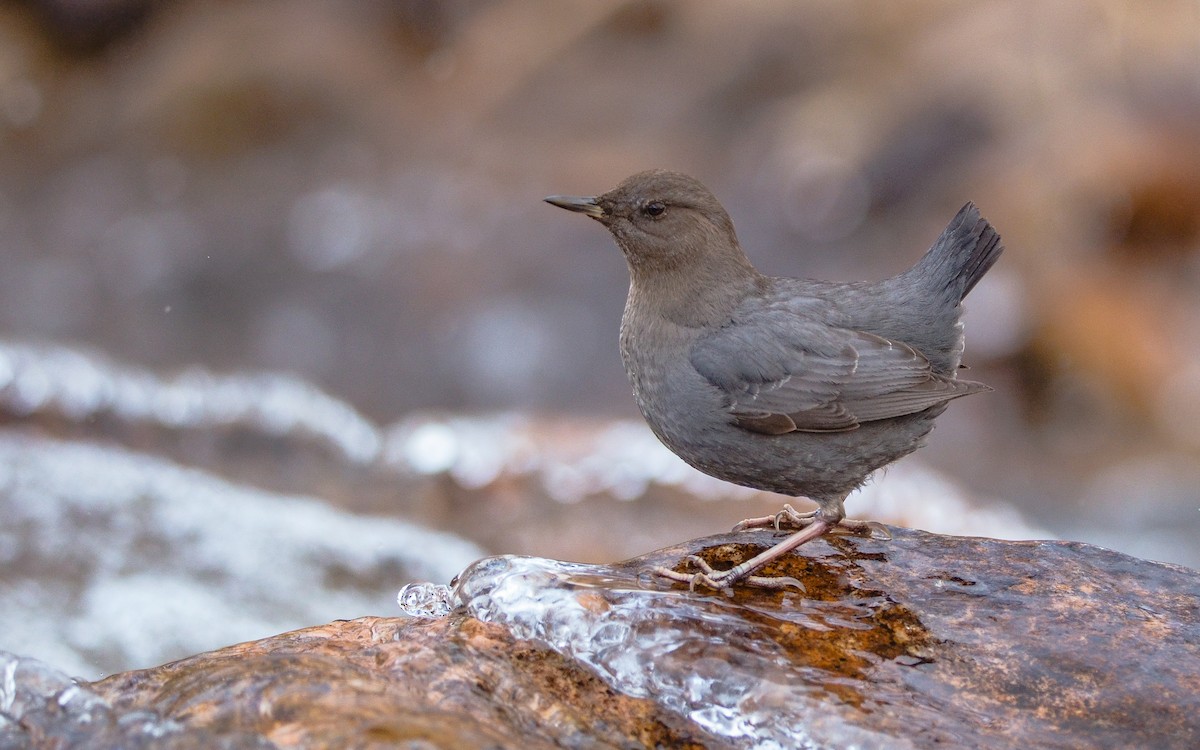 skorec šedý - ML130480041