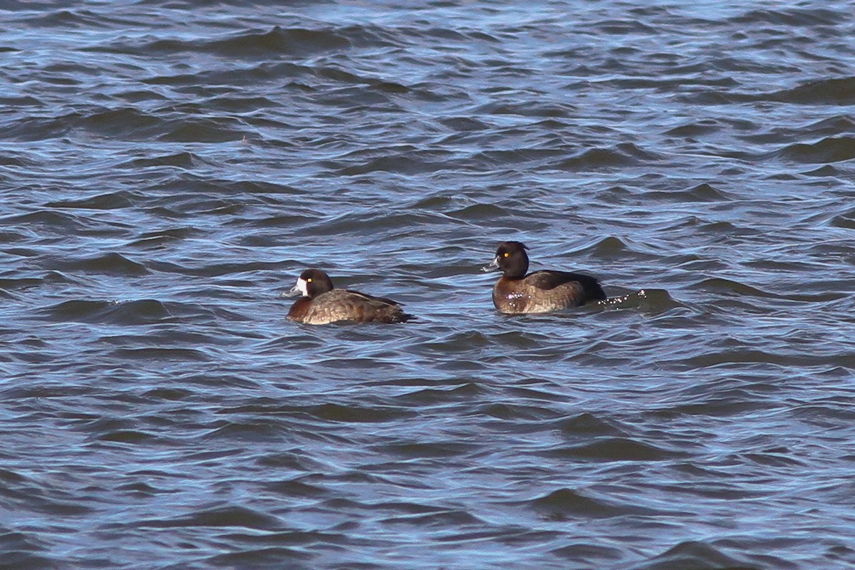 Tufted Duck - ML130481191