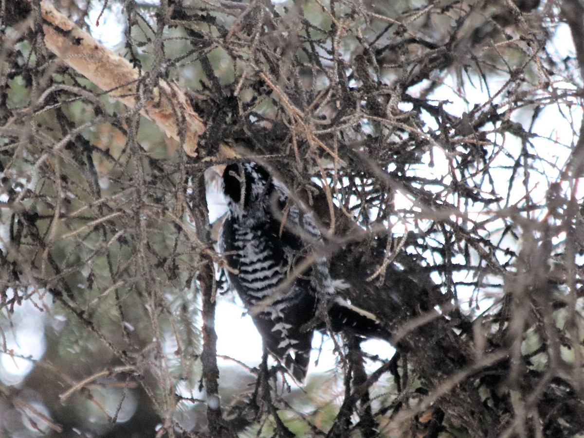 American Three-toed Woodpecker - Craig Salisbury