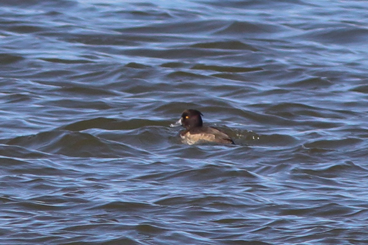 Tufted Duck - ML130481381