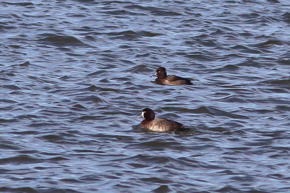 Tufted Duck - ML130481451