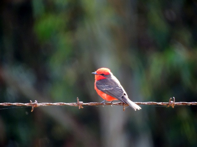 Vermilion Flycatcher - ML130482811