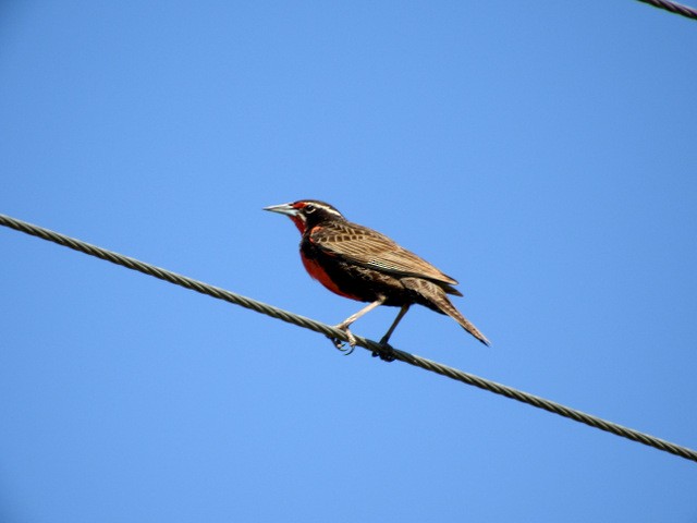 Long-tailed Meadowlark - ML130482971