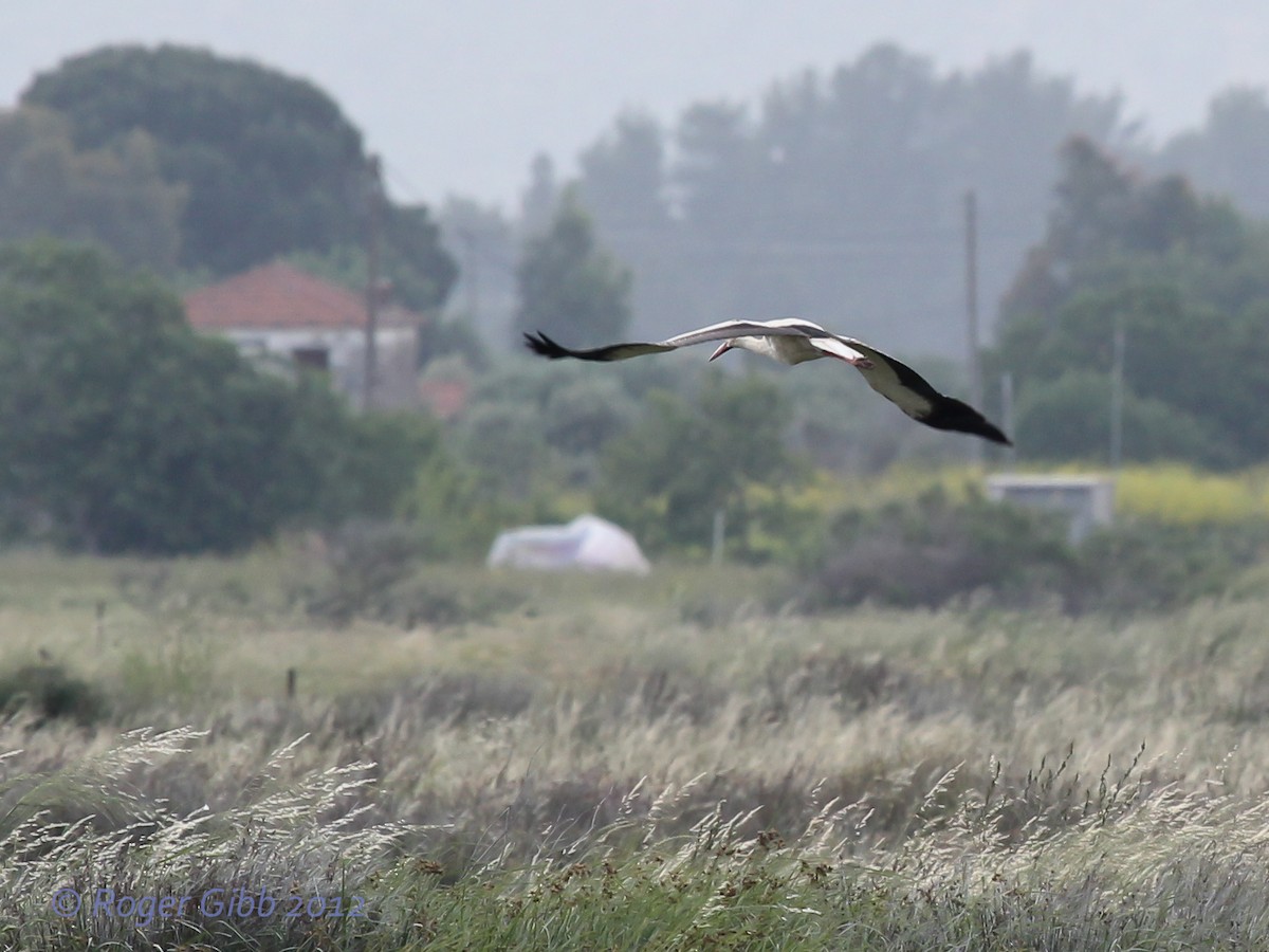 White Stork - Roger Gibb