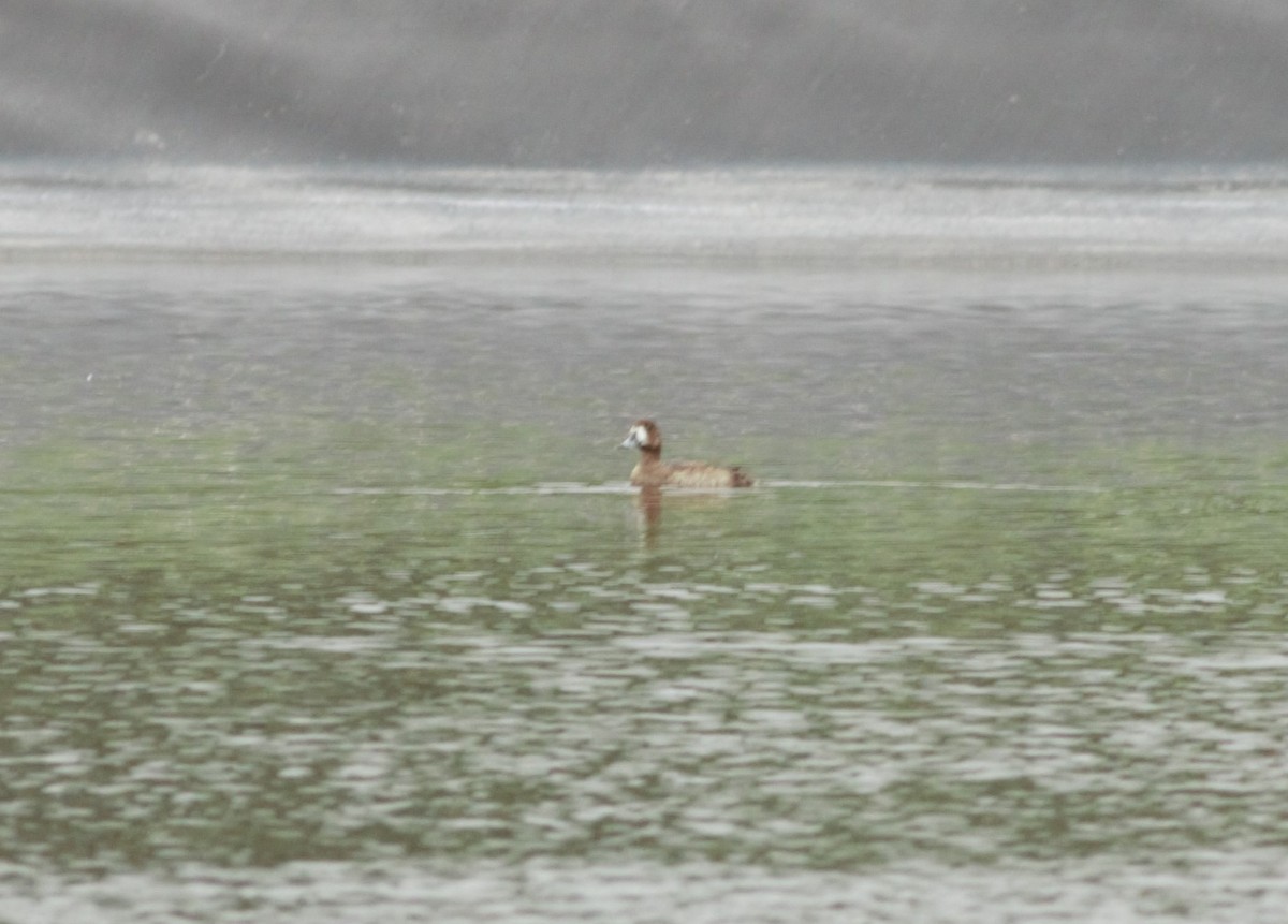 Greater Scaup - Alexandre Hespanhol Leitão