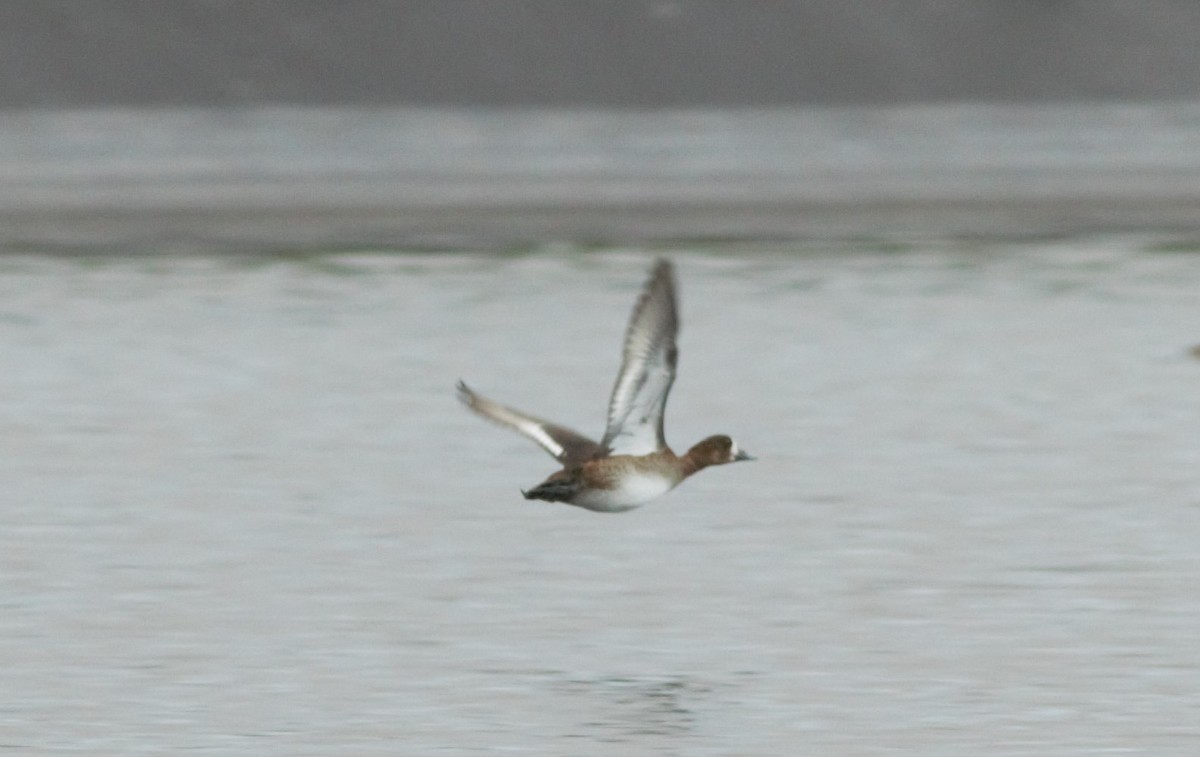 Greater Scaup - ML130488631