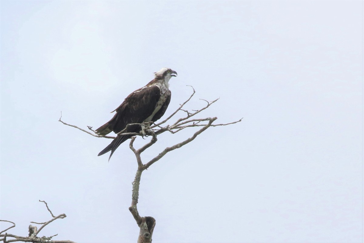 Águila Pescadora - ML130490331