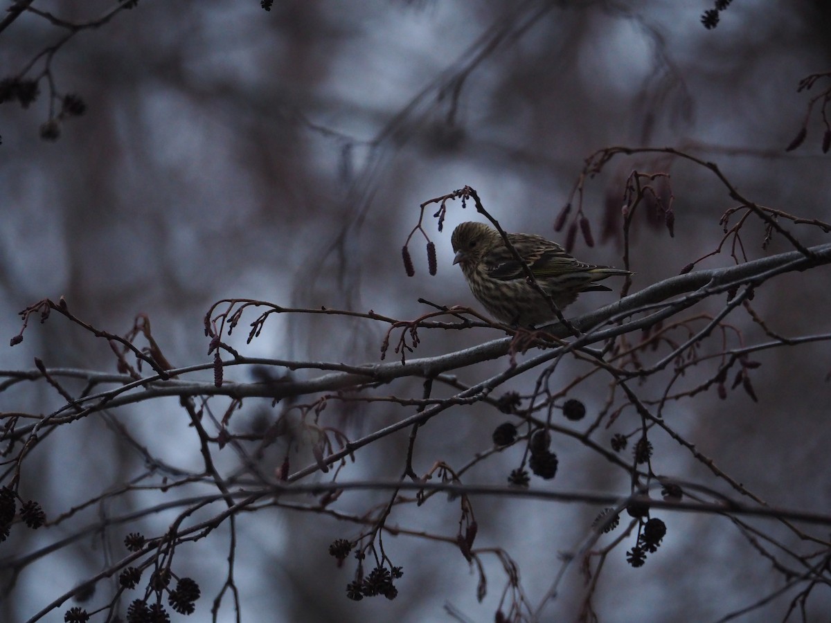 Pine Siskin - ML130492111