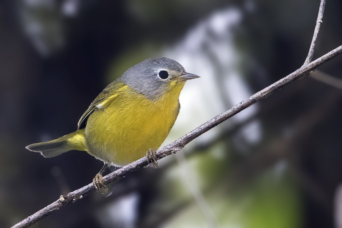 Nashville Warbler - Bradley Hacker 🦜