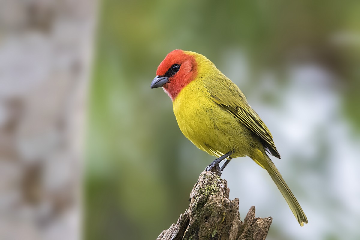 Red-headed Tanager - Bradley Hacker 🦜