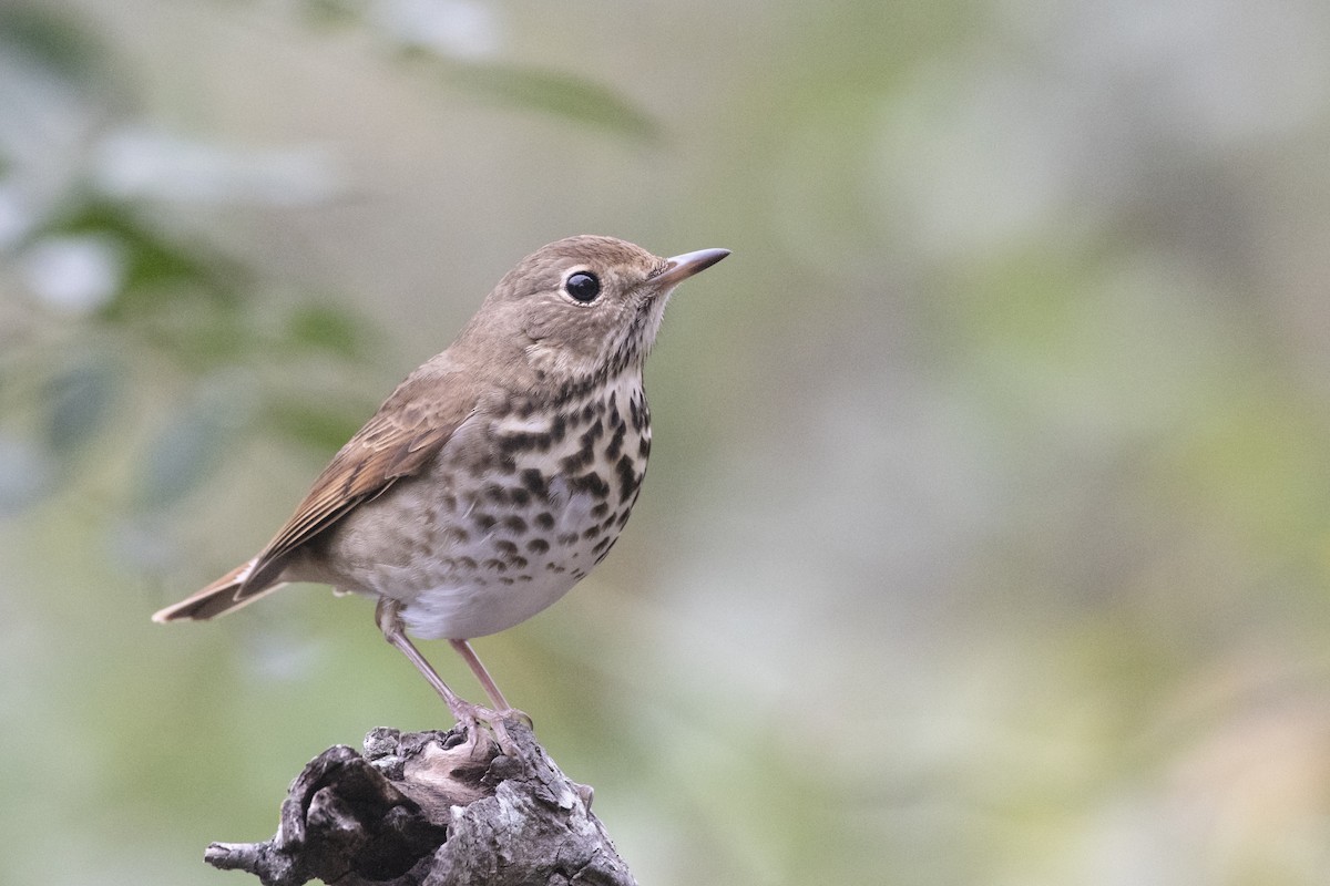 Hermit Thrush - ML130496251