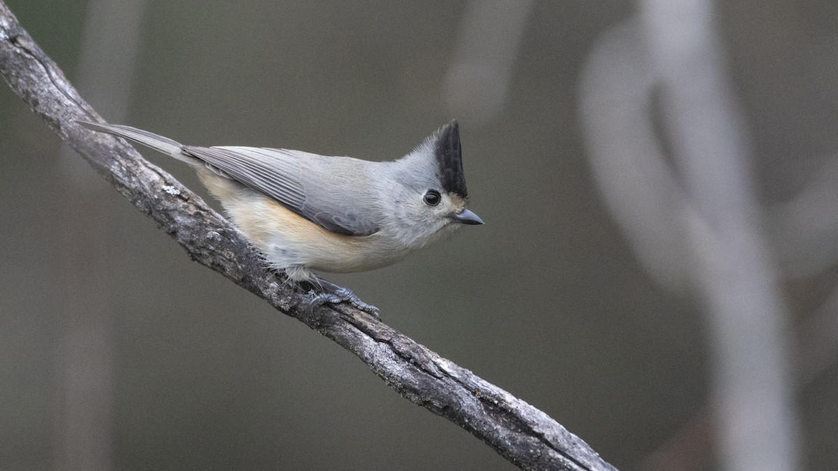 Black-crested Titmouse - ML130496811