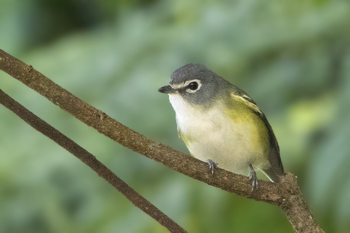 Vireo Solitario - ML130498911